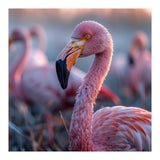 Close Up Of A Pink Flamingo Bird In Natural Light (Print Only) thumbnail