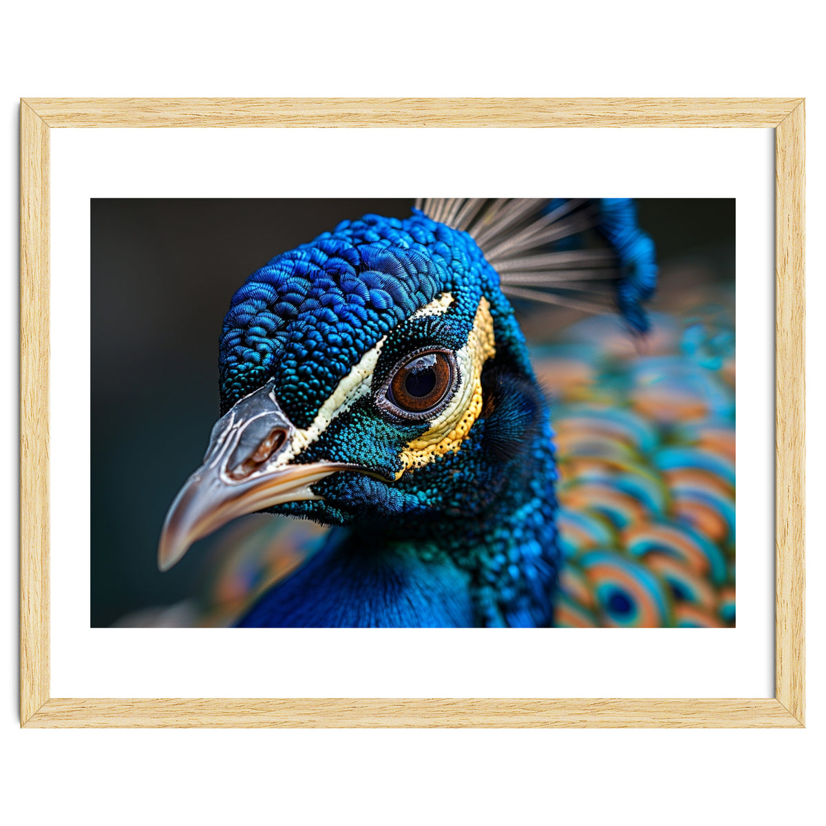 Close Up Of A Peacock Head And Eye