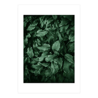 New Foliage Green Ii (Print Only)