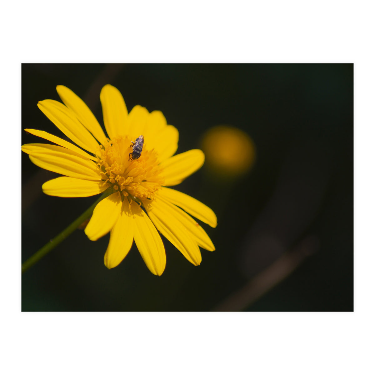 SUNFLOWER. (Print Only)