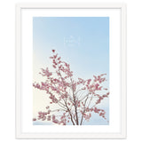 Sakura - cherry blossom thumbnail