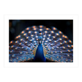Close Up Peacock Showing Its Beautiful Feathers (Print Only) thumbnail