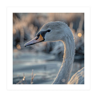 Close Up Of A Swan Covered In Frost (Print Only)
