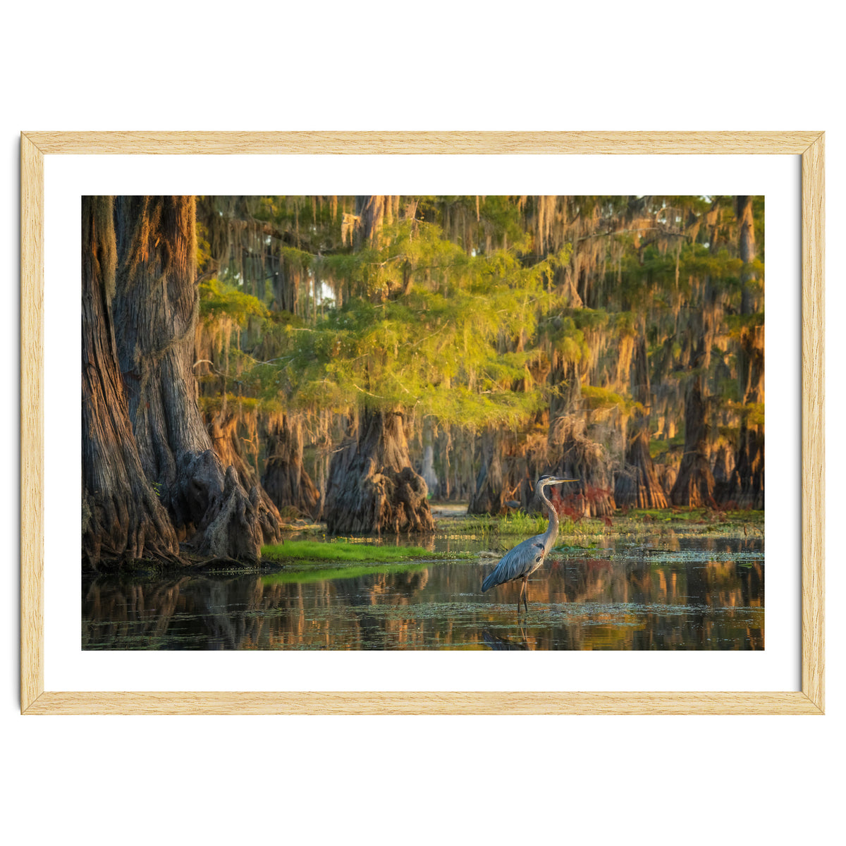 Heron in the swamps