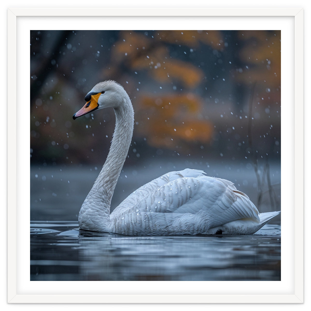 Swan Floating Gracefully On Water In Autumn
