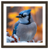 Blue Jay Bird In Winter Snowfall And Leaves thumbnail