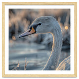 Close Up Of A Swan Covered In Frost thumbnail