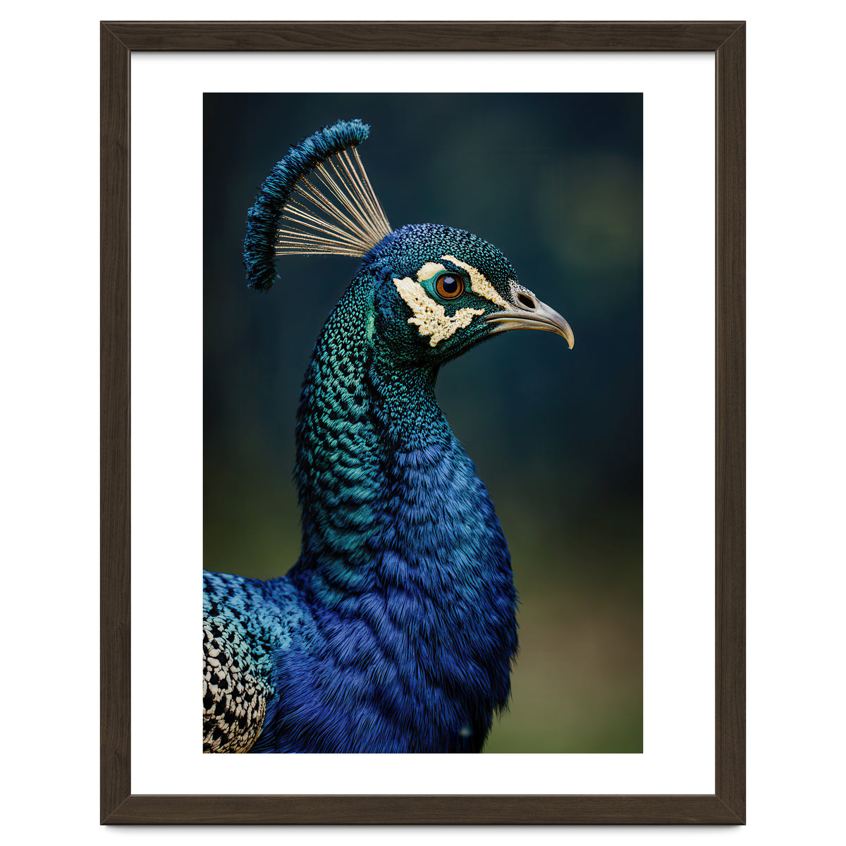 Peacock Portrait Photography