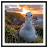 Albatross Bird On Grassy Cliff At Sunset thumbnail