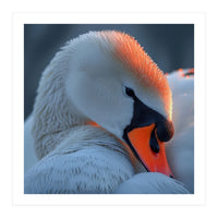 Close Up Of A White Swan With Water Droplets (Print Only)