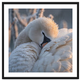 Close Up Of A Swan Covered In Frost And Dew thumbnail