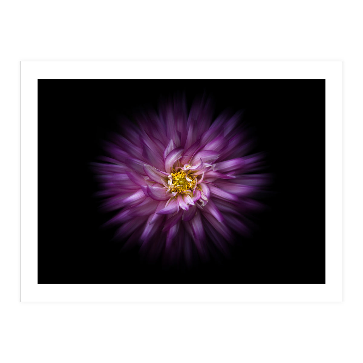 Backyard Flowers No 20 Color Flow Version (Print Only)