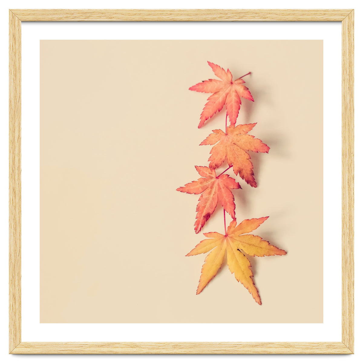 Maple In Pastel