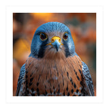 Close Up Of A Kestrel Bird Of Prey Portrait (Print Only) thumbnail