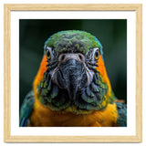 Blue And Gold Macaw Face Focused Portrait thumbnail