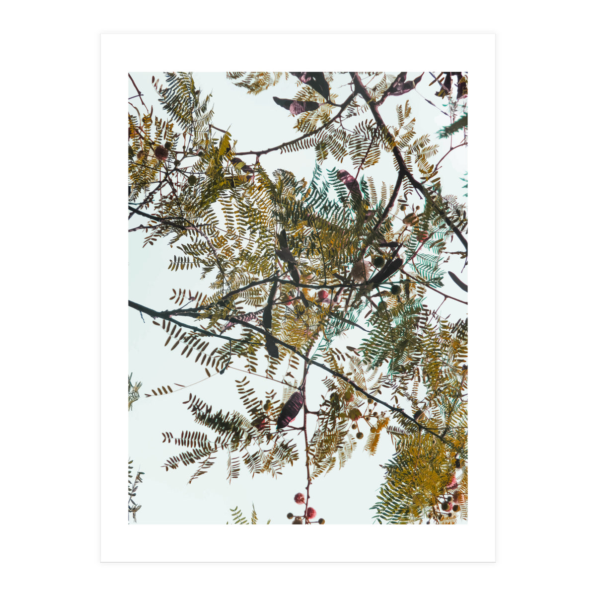 Patterns In Nature (Print Only)