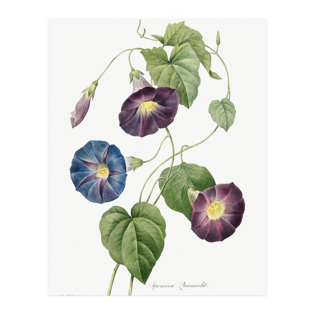Pierre-Joseph Redouté & Henry Joseph Redouté – Star-Glory Morning-Glory (1827) (Print Only)