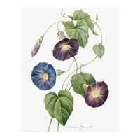 Pierre-Joseph Redouté & Henry Joseph Redouté – Star-Glory Morning-Glory (1827) (Print Only)