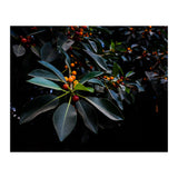 Orange, Green and Dark (Print Only) thumbnail