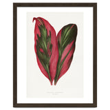 Alexander Francis Lydon & Benjamin Fawsett – Pink Dracaena Terminalis Leaf (1865) thumbnail