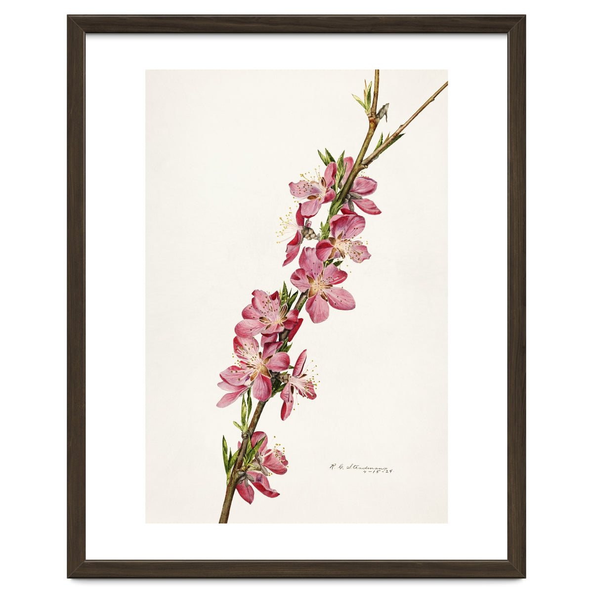Royal Charles Steadman – Peach (Prunus persica) (1924)