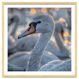 Majestic Swan Close Up With Water Droplets thumbnail