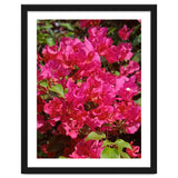 Pink Bougainvillea Flowers thumbnail