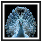 Majestic White Peacock Displaying Its Feathers thumbnail