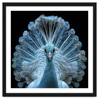 Majestic White Peacock Displaying Its Feathers
