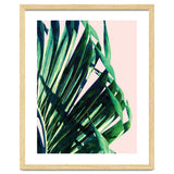 Palm V2 thumbnail