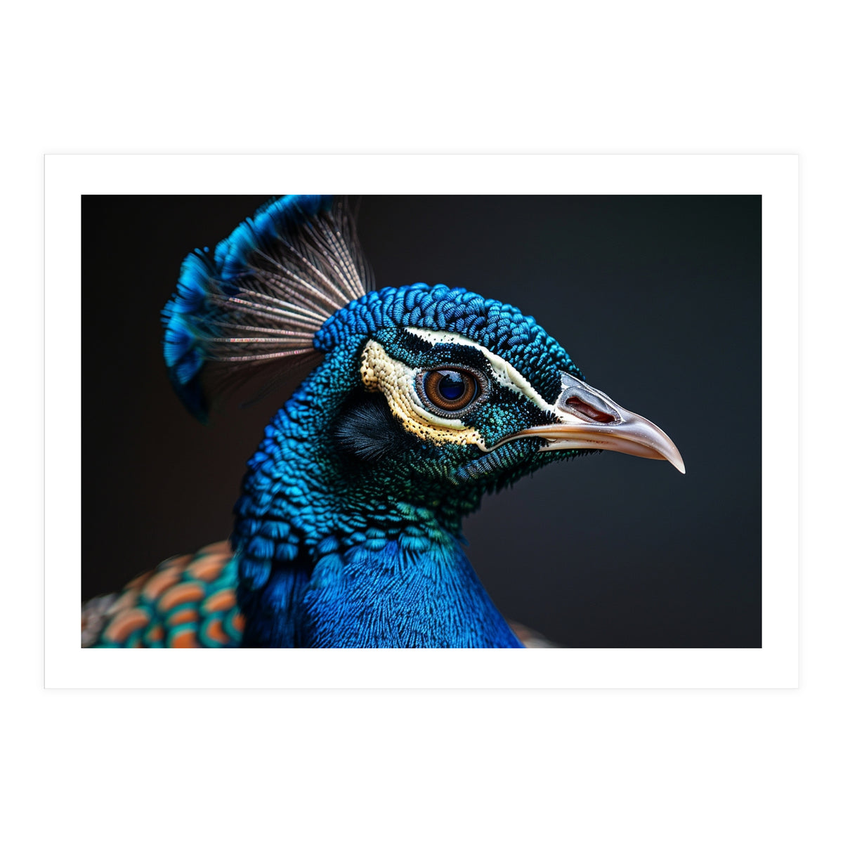 Close Up Peacock Head Blue Green Feather  (Print Only)