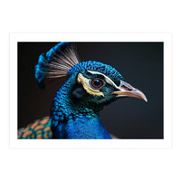 Close Up Peacock Head Blue Green Feather  (Print Only)