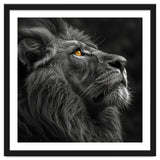 Majestic Lion Face Closeup Golden Eyes Black thumbnail