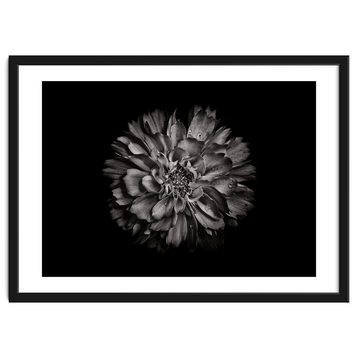 Backyard Flowers In Black And White No 79