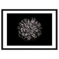 Backyard Flowers In Black And White No 79