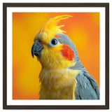 Close Up Cockatiel Parrot With Yellow Crest thumbnail