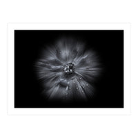 Backyard Flowers In Black And White No 66 Flow Version (Print Only)