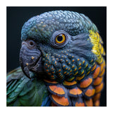 Close Up Portrait Of A Colorful Parrot's Face (Print Only) thumbnail