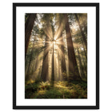 Ethereal Redwood Sanctuary: Sunbeams in the Ancient Forest thumbnail