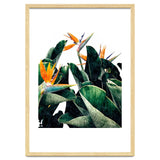 Paradise Bird, Nature Botanical Plant Floral, Tropical Garden Watercolor Painting thumbnail