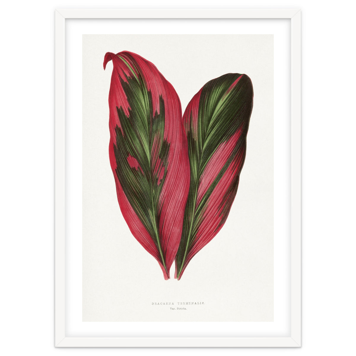 Alexander Francis Lydon & Benjamin Fawsett – Pink Dracaena Terminalis Leaf (1865)