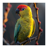 Close Up Of A Colorful Jenday Conure  (Print Only)
