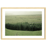 Small forest - Iceland thumbnail