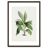Areca Palm (Hand Drawn Botanical Illustration) thumbnail