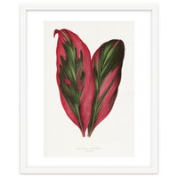 Alexander Francis Lydon & Benjamin Fawsett – Pink Dracaena Terminalis Leaf (1865)