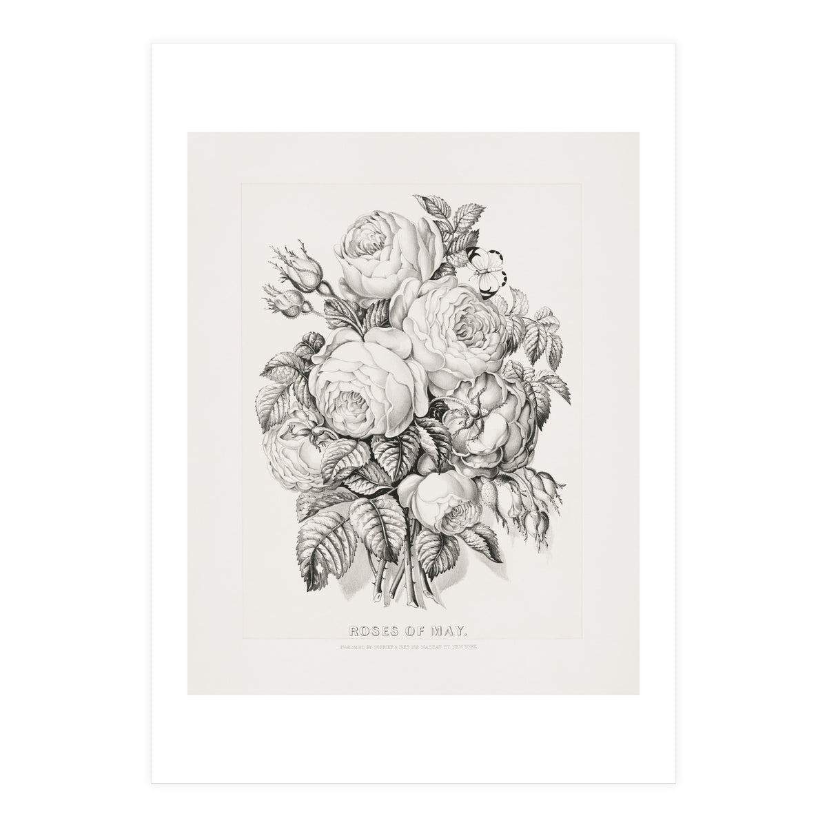 Currier & Ives – Rose of May (1870) (Print Only)