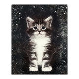Bicolor Cute Kitten Portrait (Print Only) thumbnail