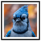 Close Up Blue Jay Bird With Detailed Feathers thumbnail