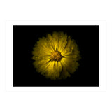 Backyard Flowers No 10 Color Version (Print Only) thumbnail