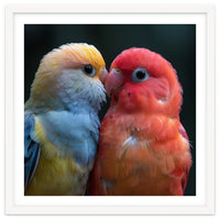 Two Lovebirds Nuzzling Close Up Portrait